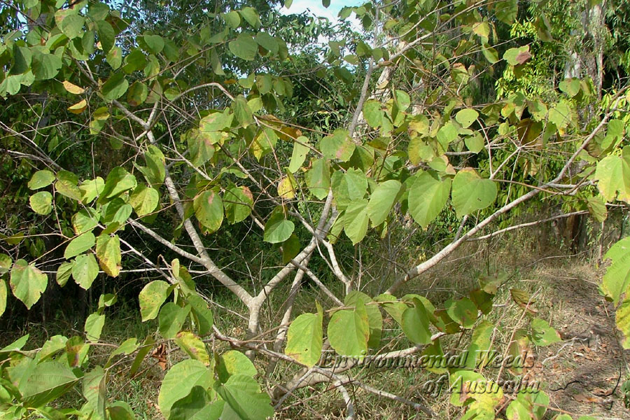 Grewia subinaequalis